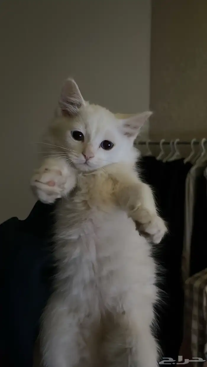 قطط للبيع 2