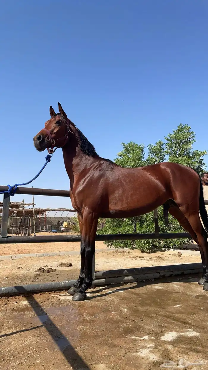 حصان شعبي شيخ 1