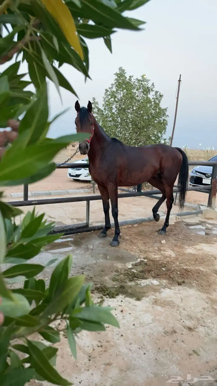 حصان شعبي شيخ 2