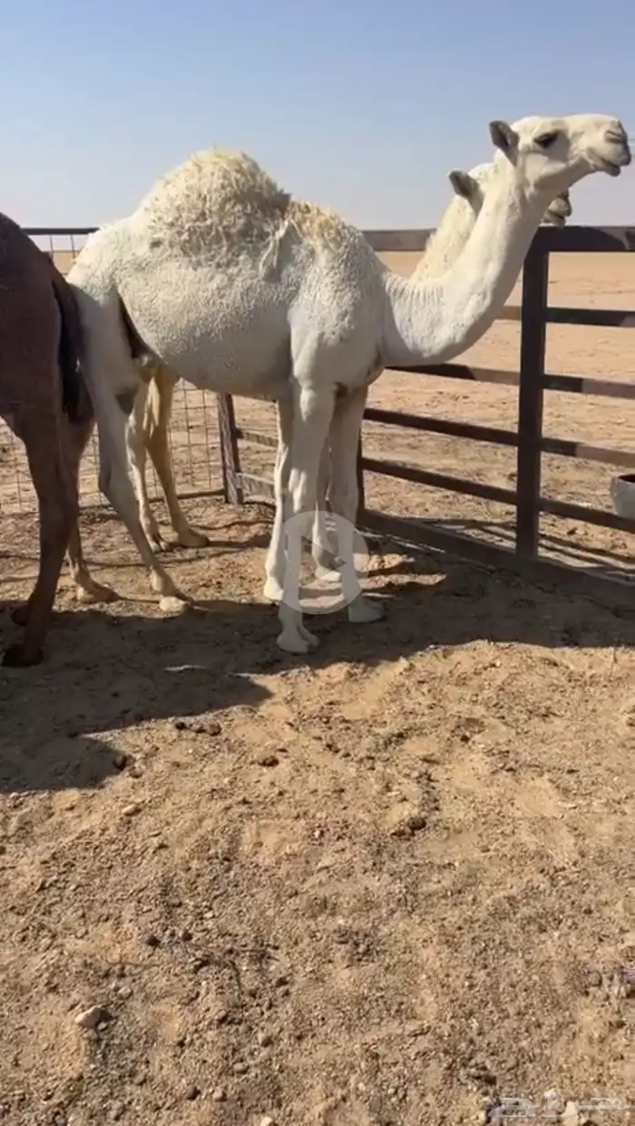 قعدان فوااخر وطايشه على حليب 0