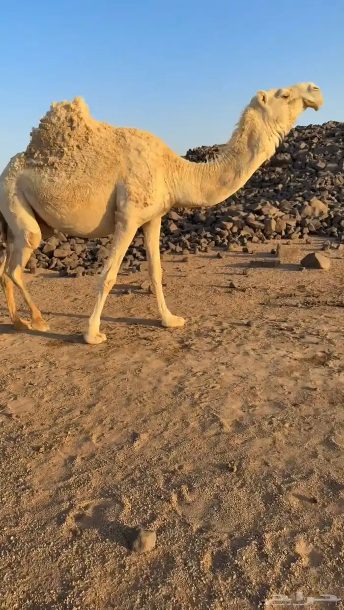 للبيع القحه ملاقي وضحاء 1