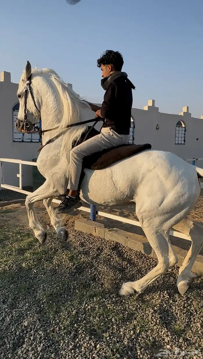 حصان شعبي 3