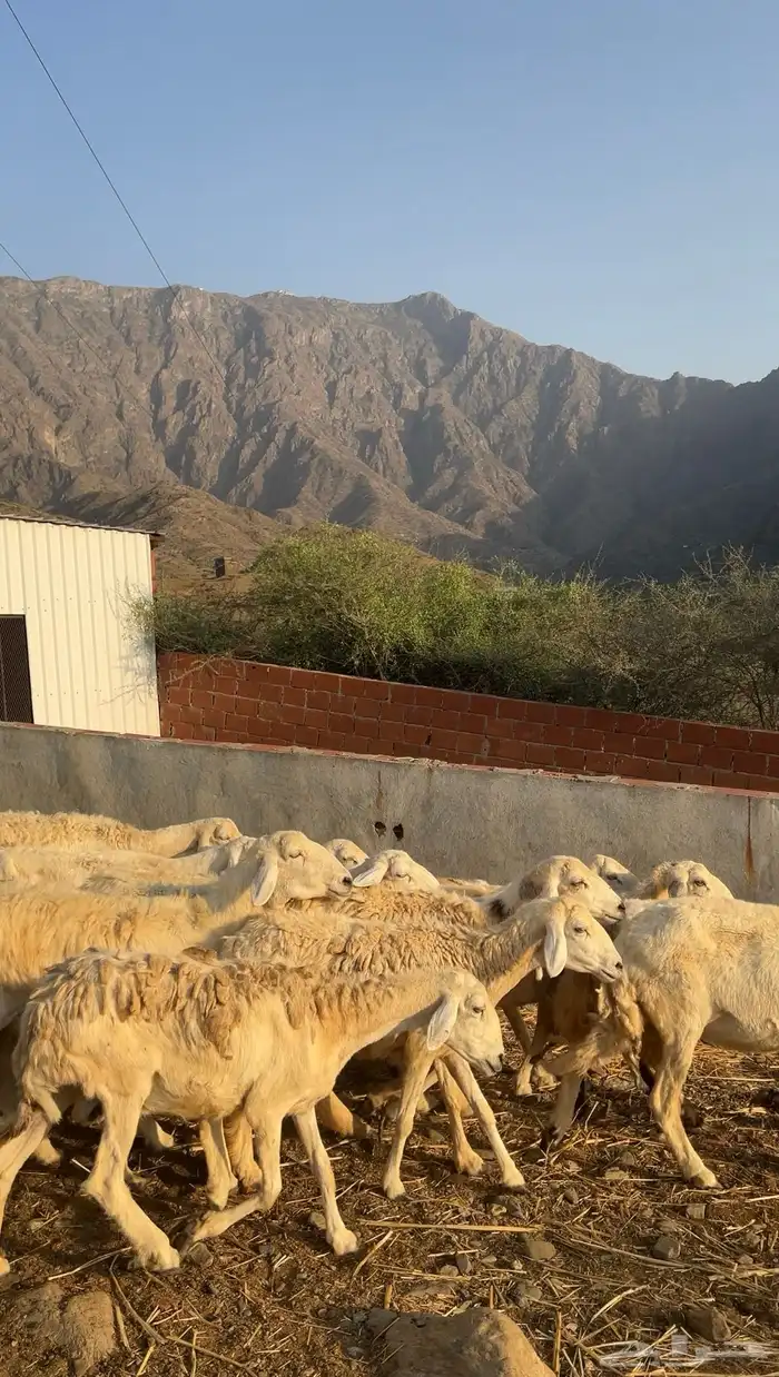 ضان مقاني حرش 2