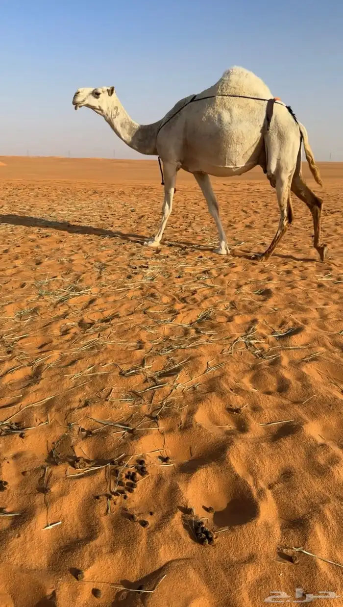 خلفه وضحا مصغر كفو طيبه 1