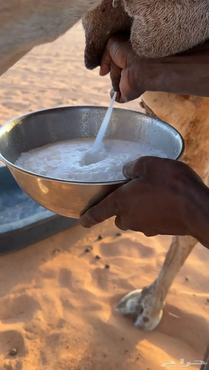 خلفه وضحا مصغر كفو طيبه 3