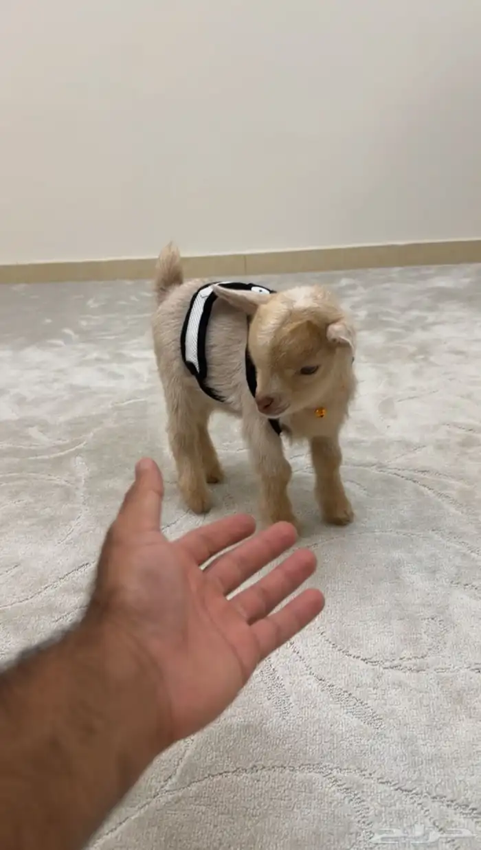 ماعز قزم 0