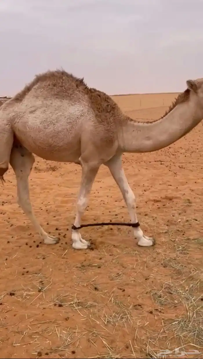 قعود حق اجزاء 3