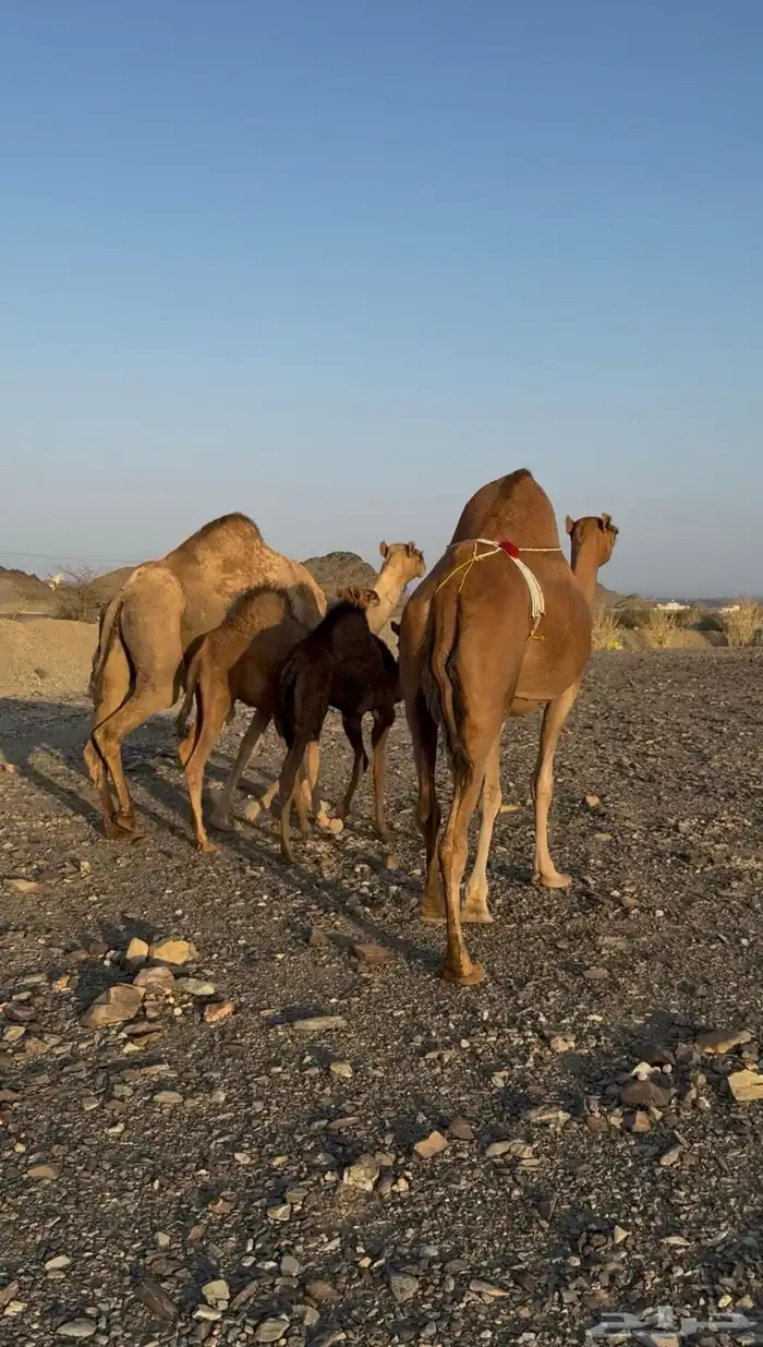 خلفتين حمر مشروطات 2