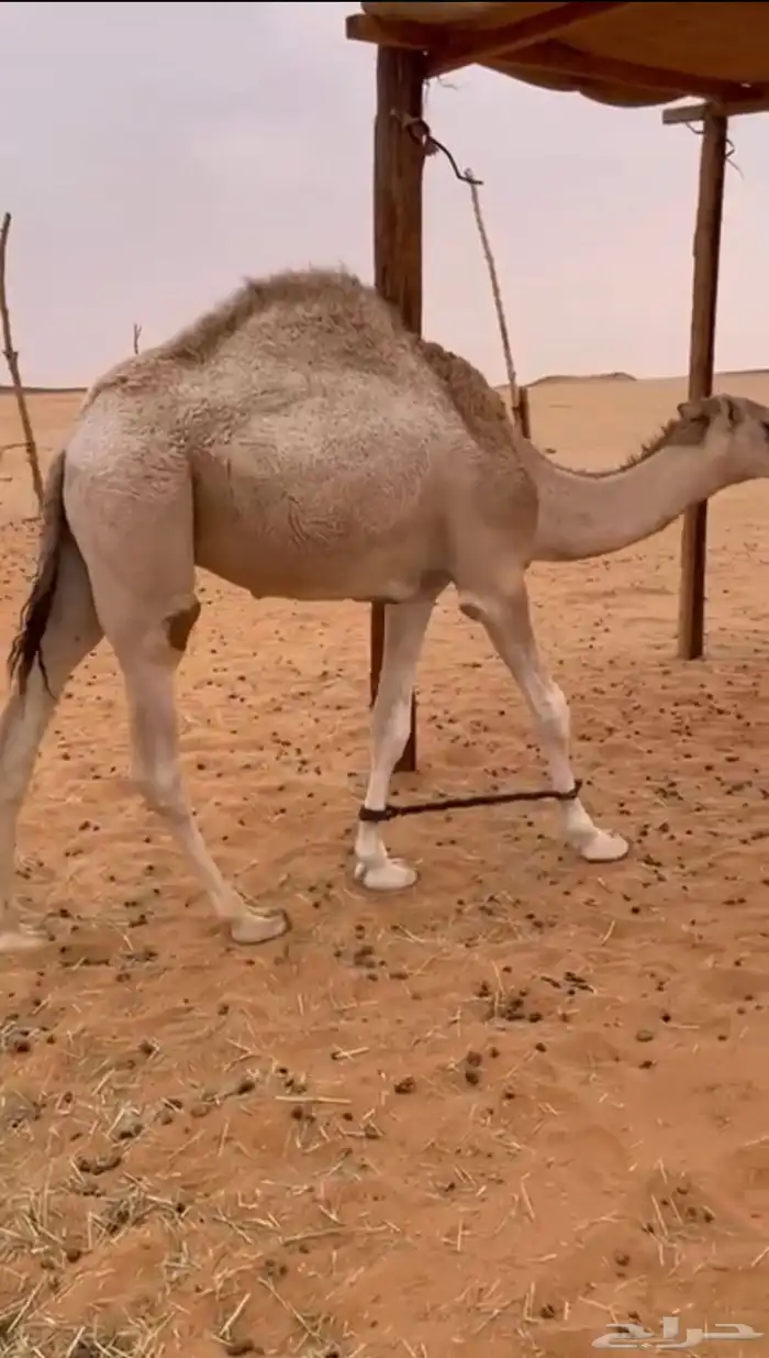 قعود حق اجزاء 1