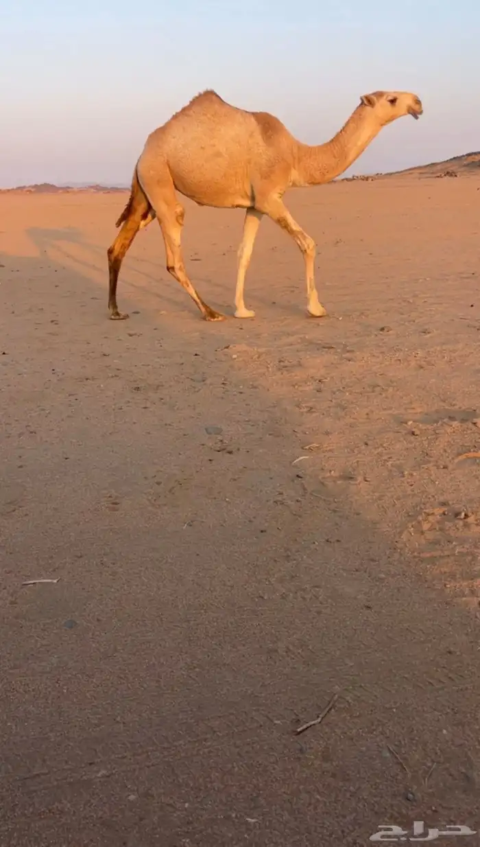 بكره رمانيه 0