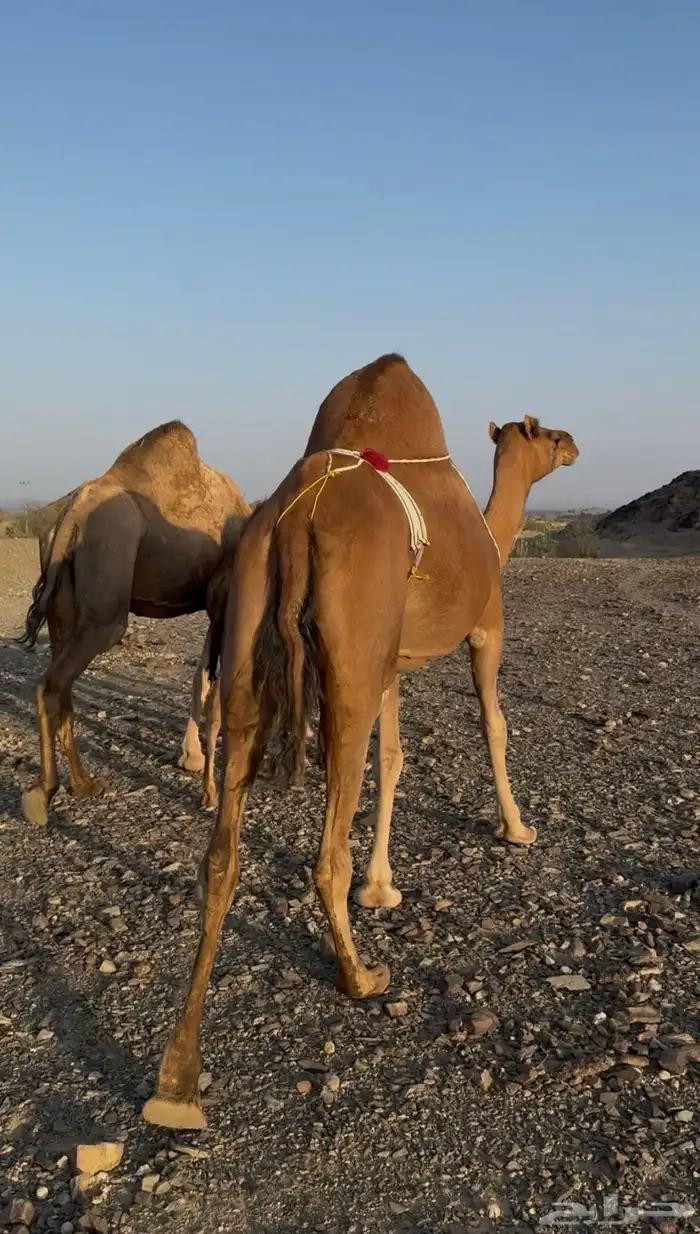 خلفتين حمر مشروطات 9