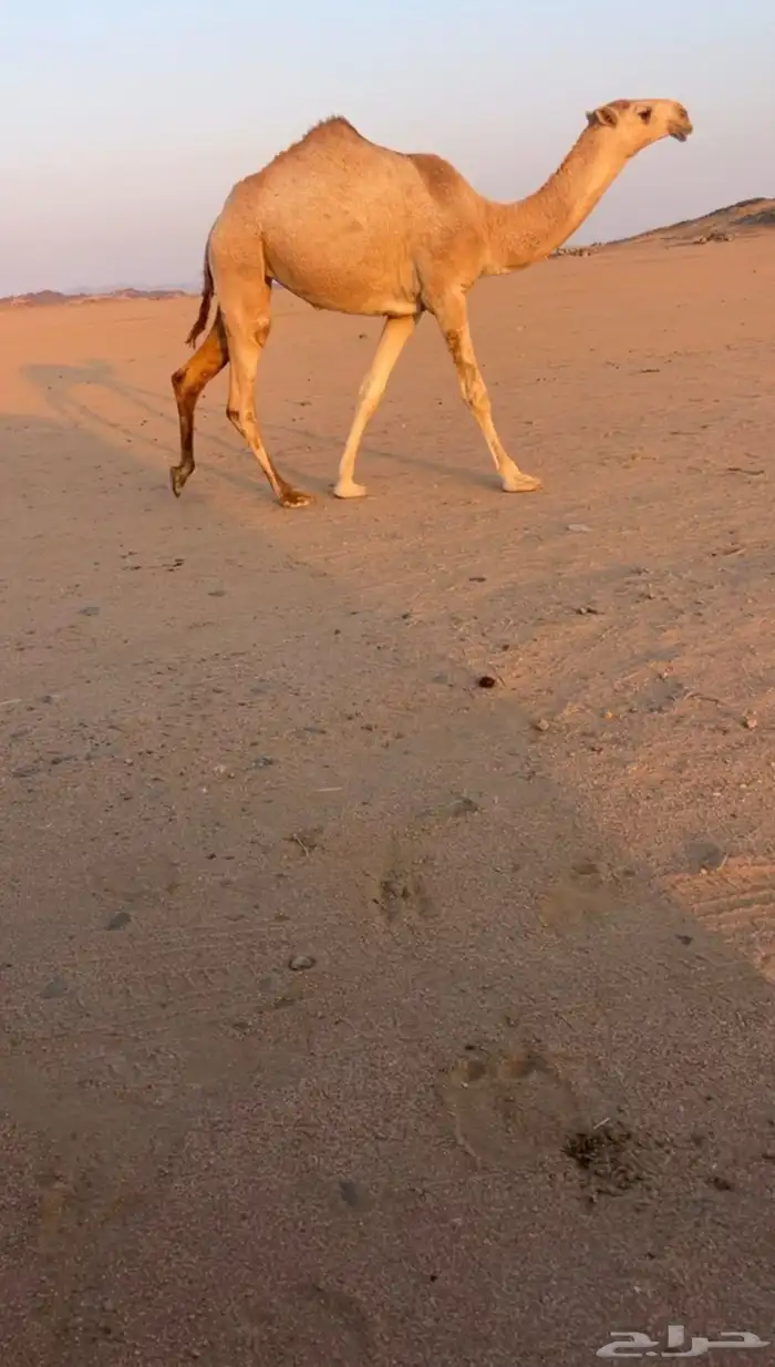 بكره رمانيه 1