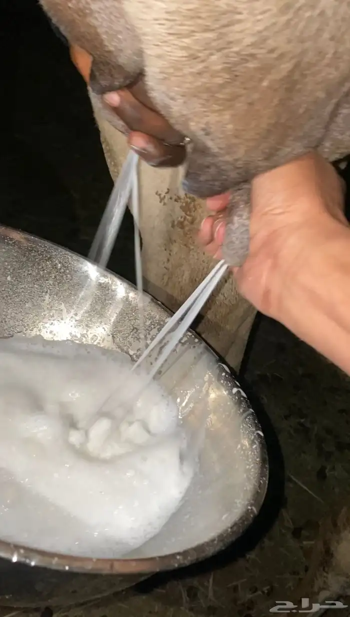 للبيع عشرى تحتها بكره 5
