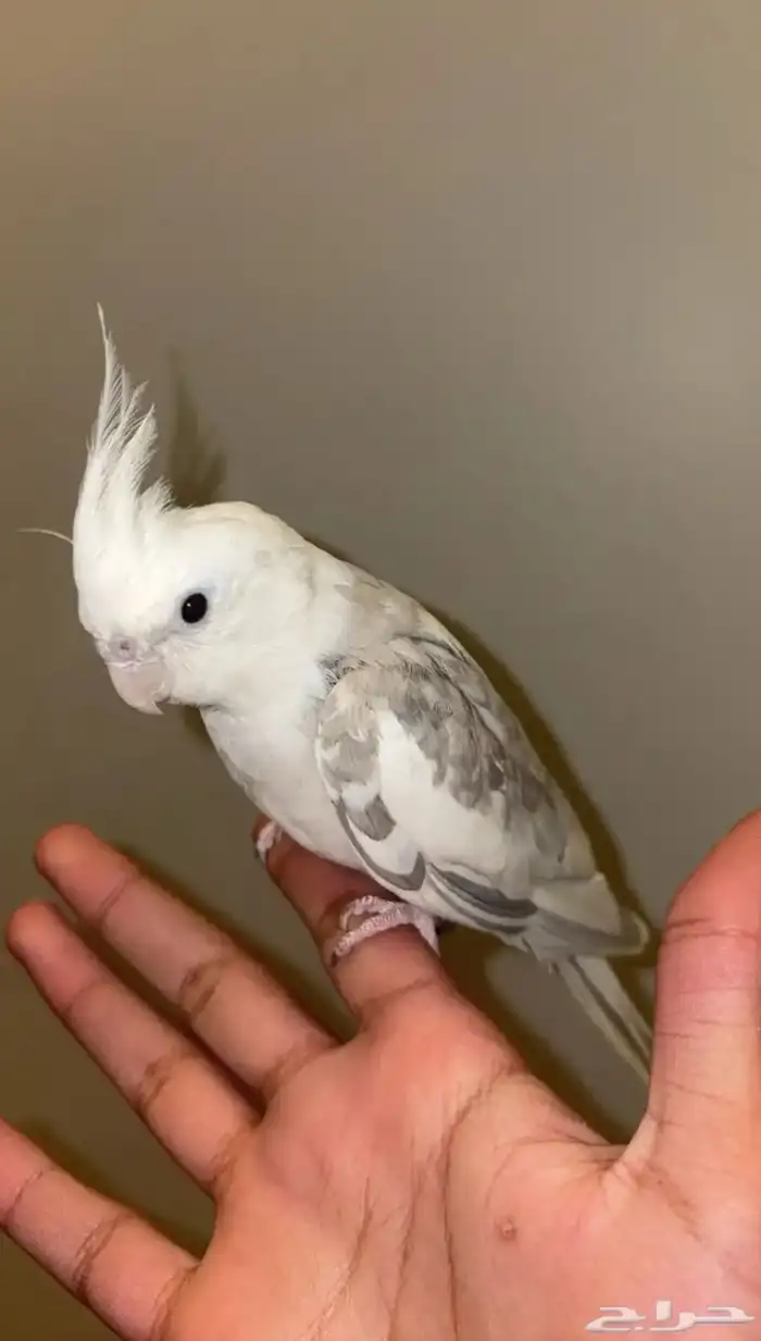 كروان البينو عمره سنه و 5 شهور مع قفصه 0