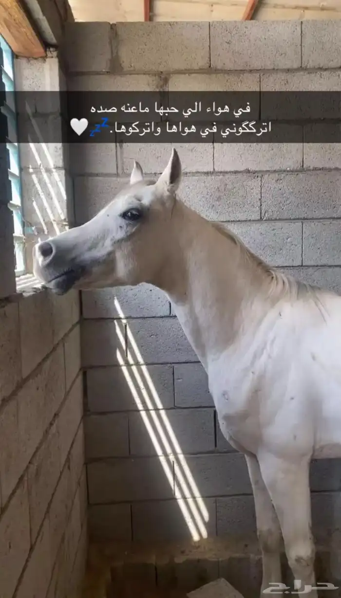 حصان عربي اصيل شريحة مجوده 0