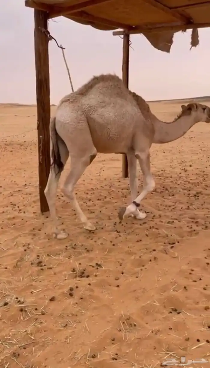 قعود حق اجزاء 0