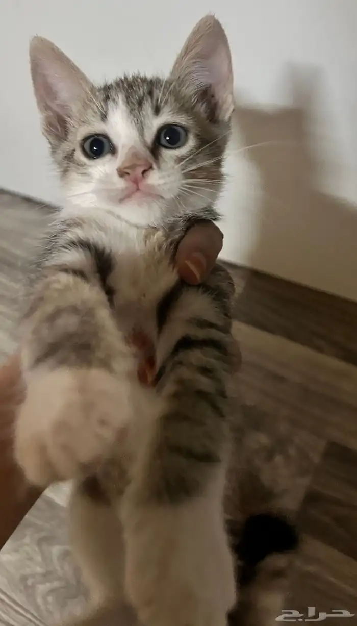 قطط صغيره لتبني 0