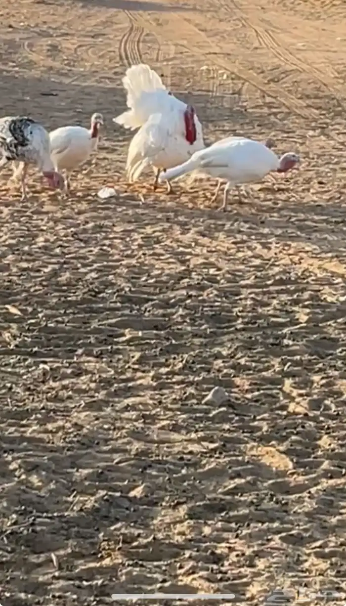 دجاج رومي بياض شرط 5