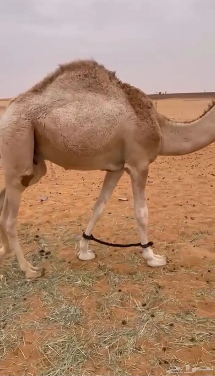 قعود حق اجزاء 2