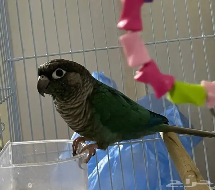 ذكر كنيور بلو شيك (( تم البيع )) 3