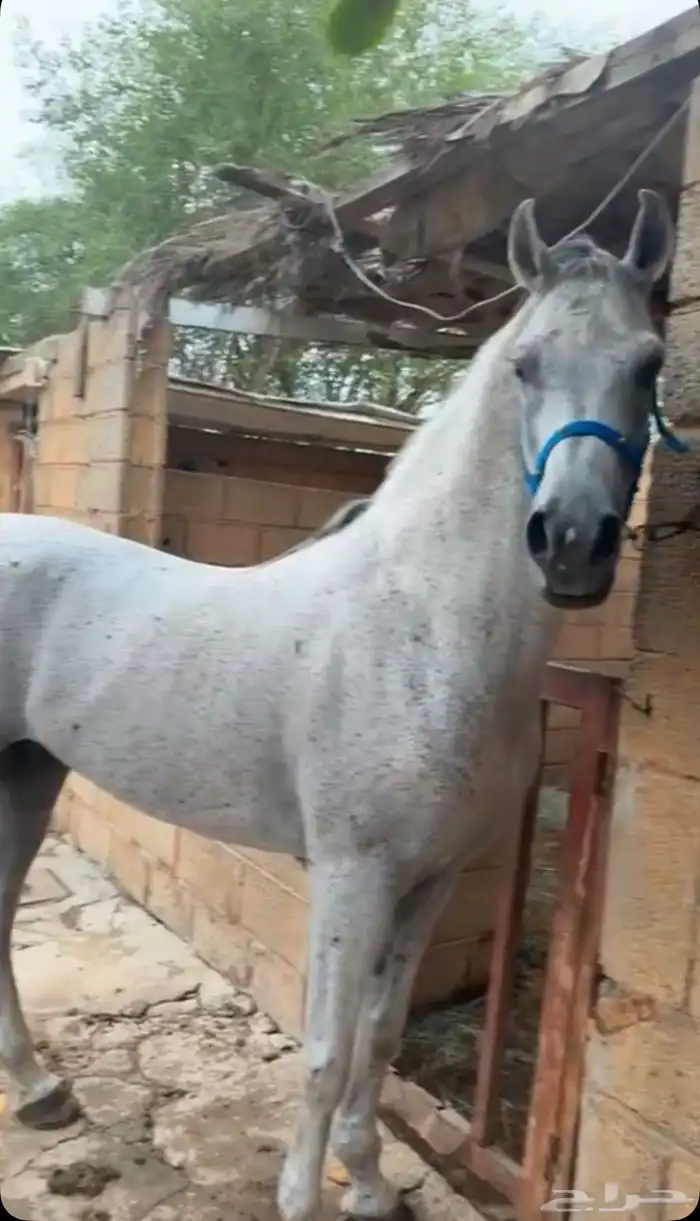 حصان فخم طرب حار 9