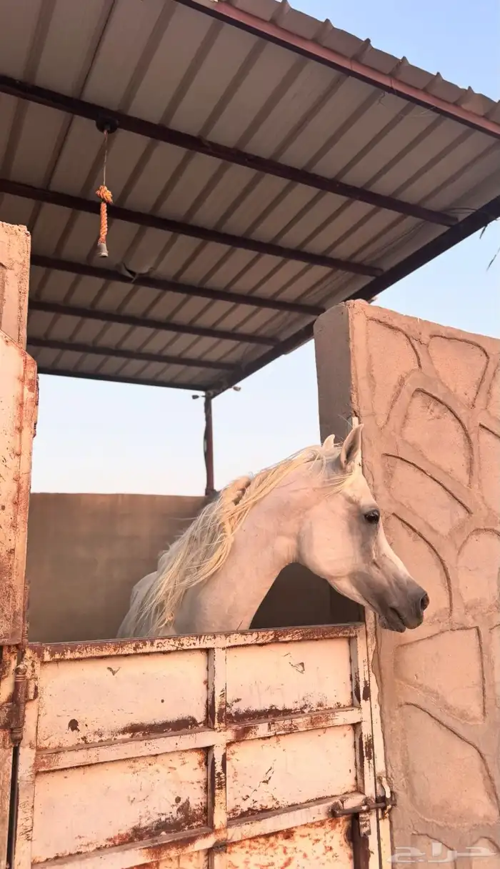 عسف خيل 1