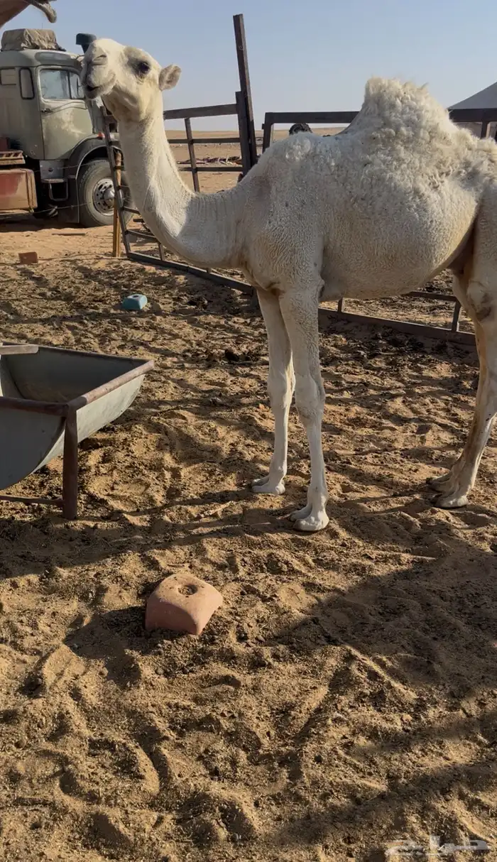 بعير غرنوقي 5