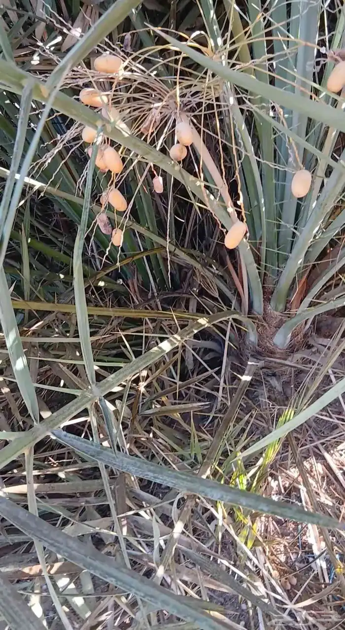 لدينا فسايل مصيفه فسايل مطلعه تمرها فيه 4