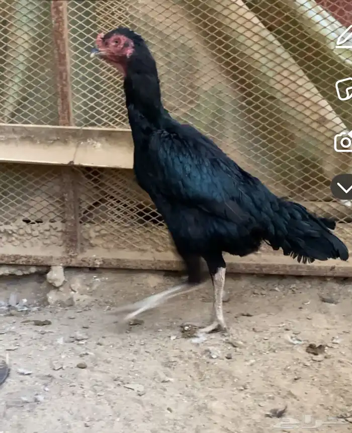 دجاجتين شامو للبيع 0