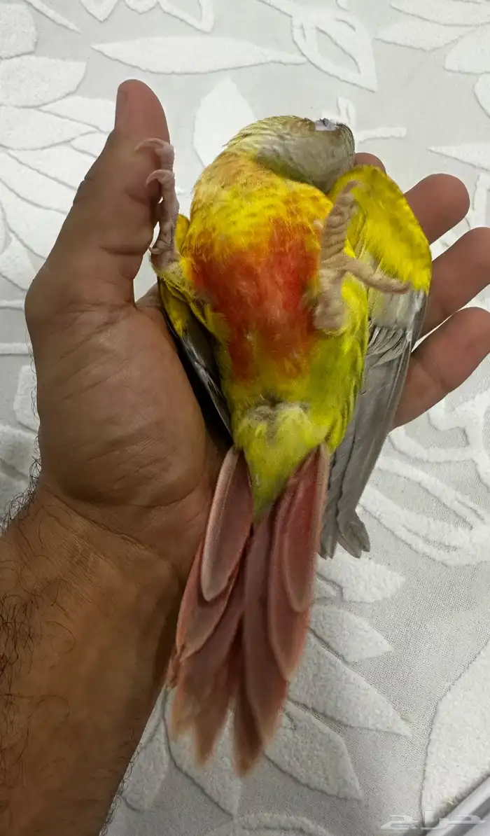 كنيور 1