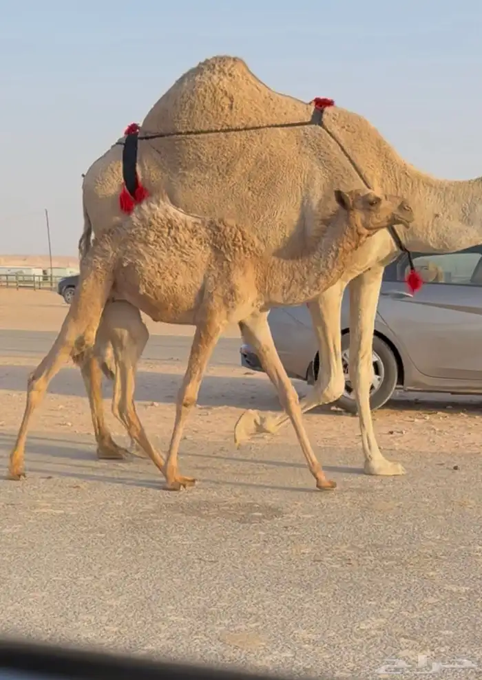 للبيع عشرى تحتها بكره 3