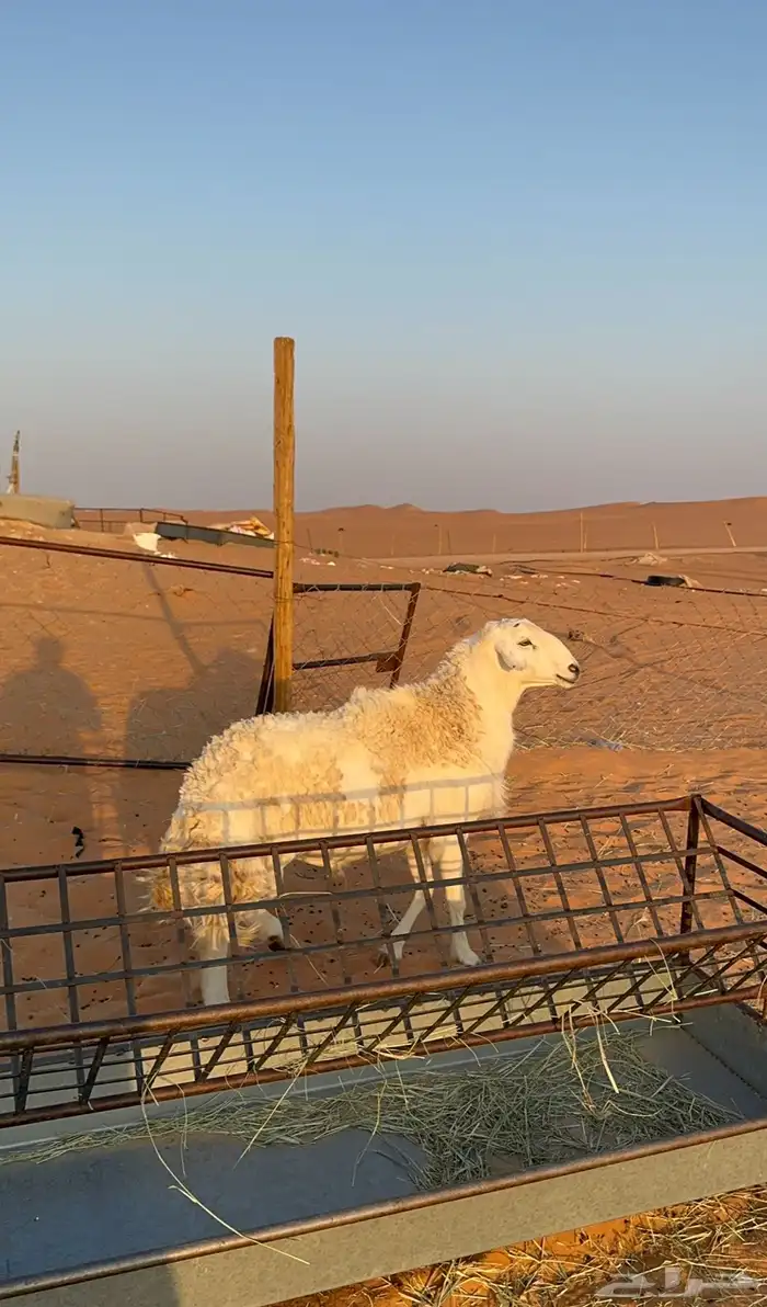 فحل حري صنف الصنف 2