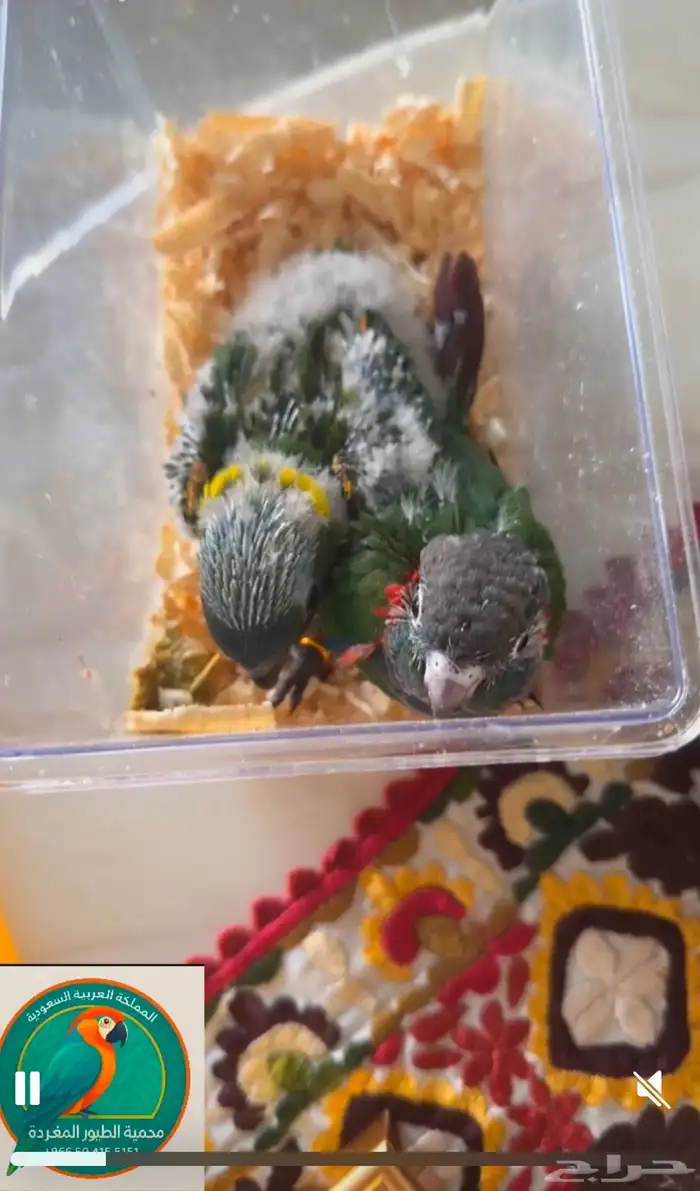 محمية الطيور المغردة 0