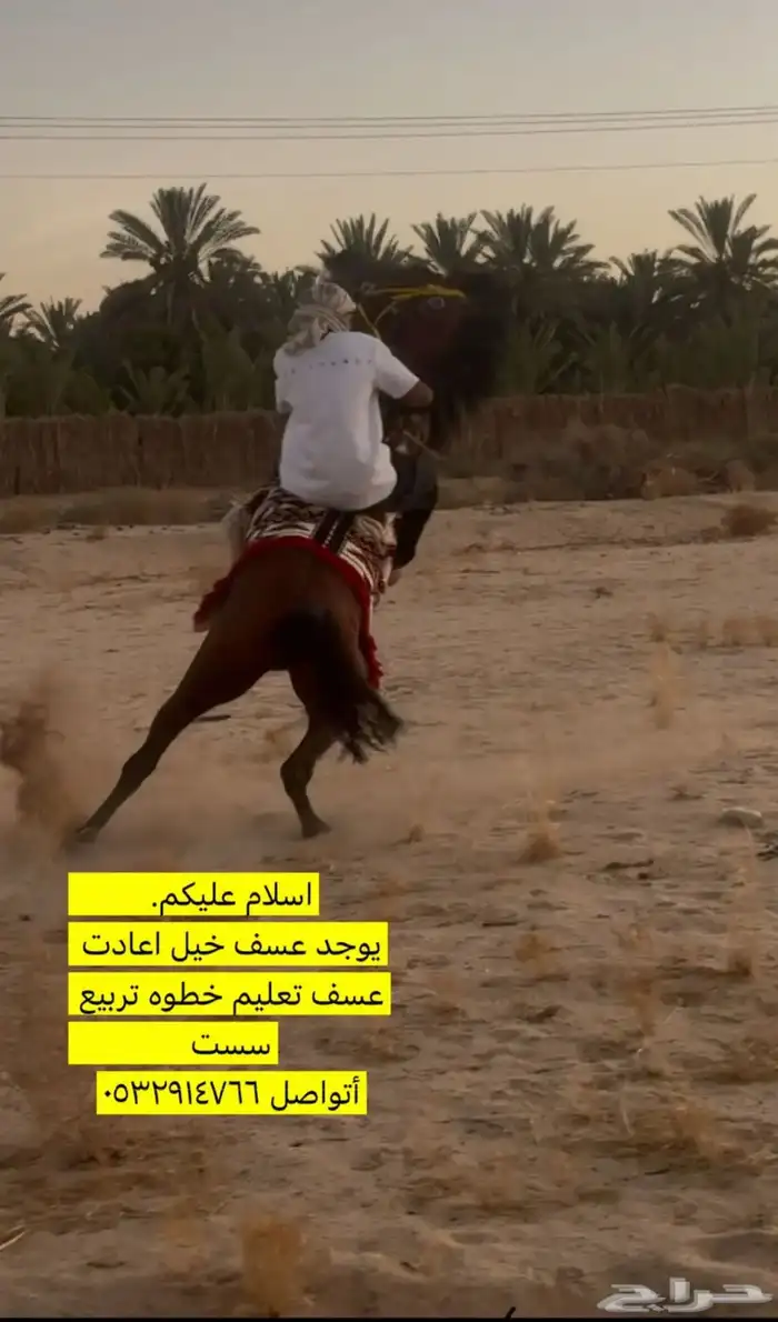 عسف خيل 0