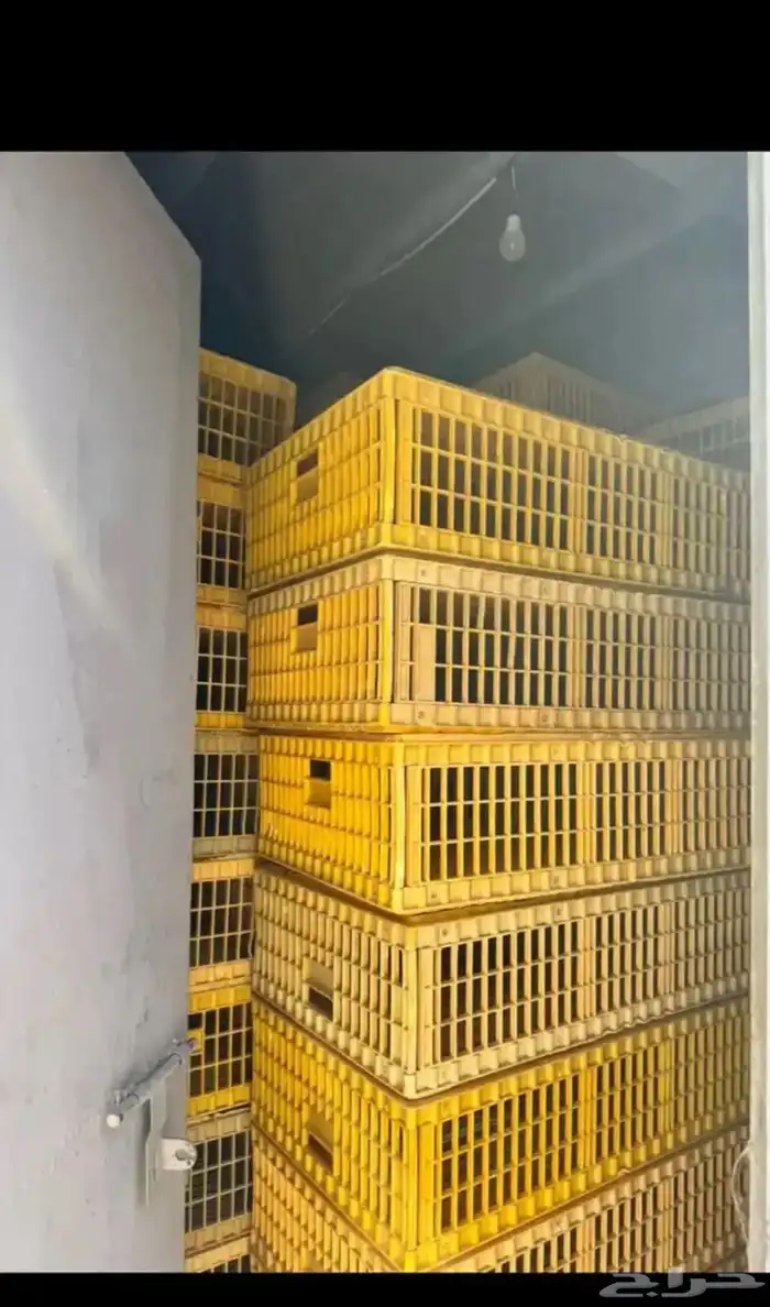 اقفاص دجاج حي 1