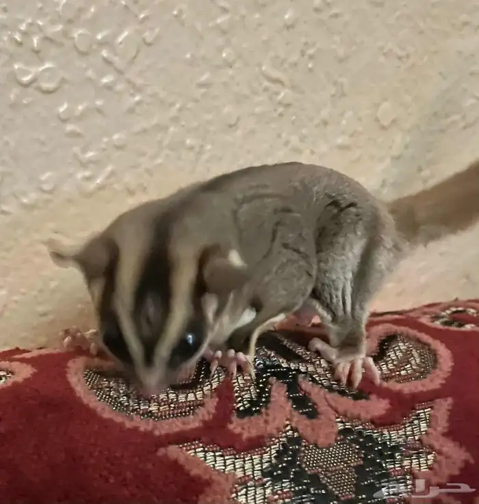 حيوان اليف 1
