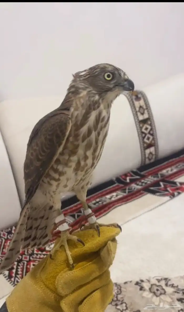 طير باز مطروح فرخ للبيع 0