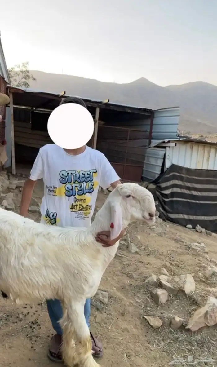 مشروع فحل عيسي معرف 0