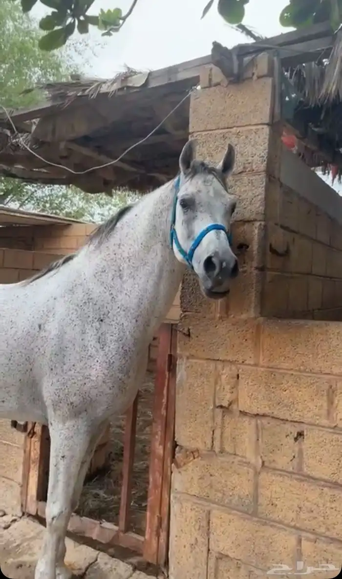 حصان فخم طرب حار 4