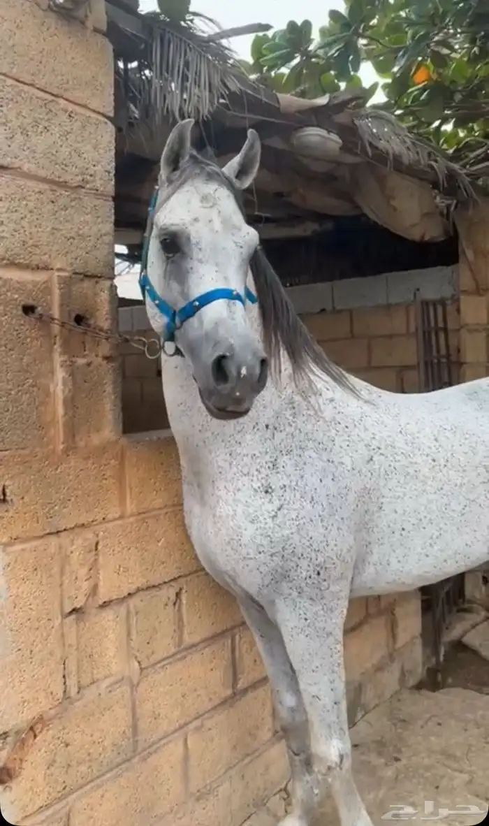 حصان فخم طرب حار 10