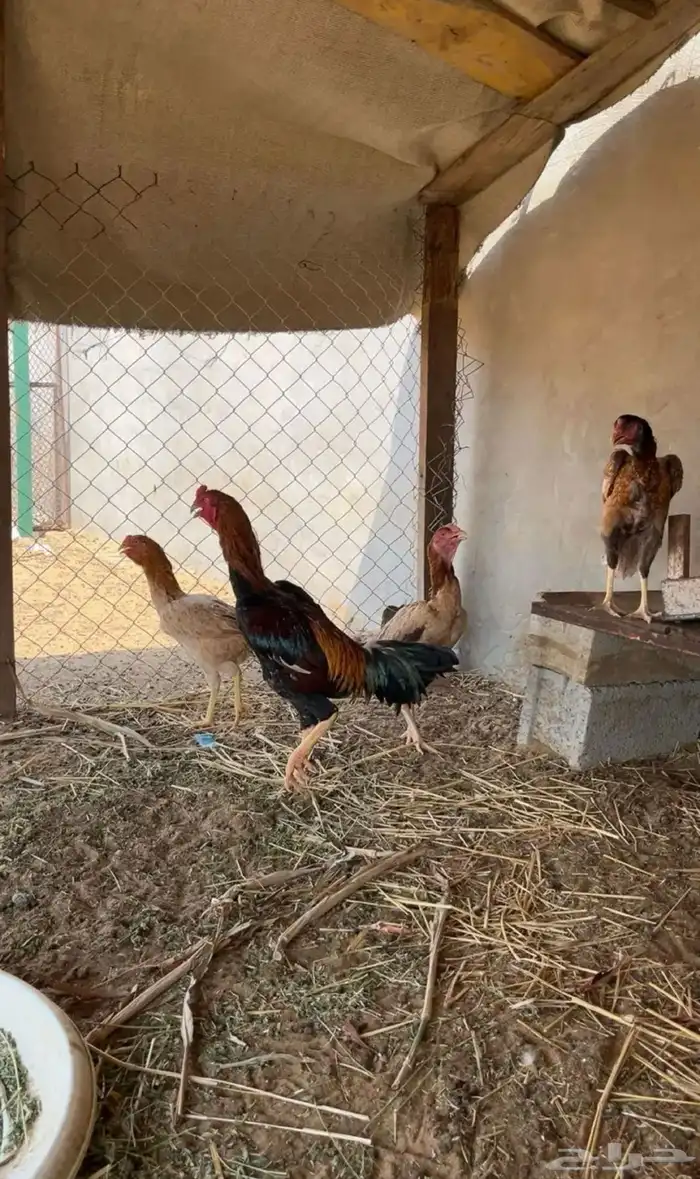 دجاج 0