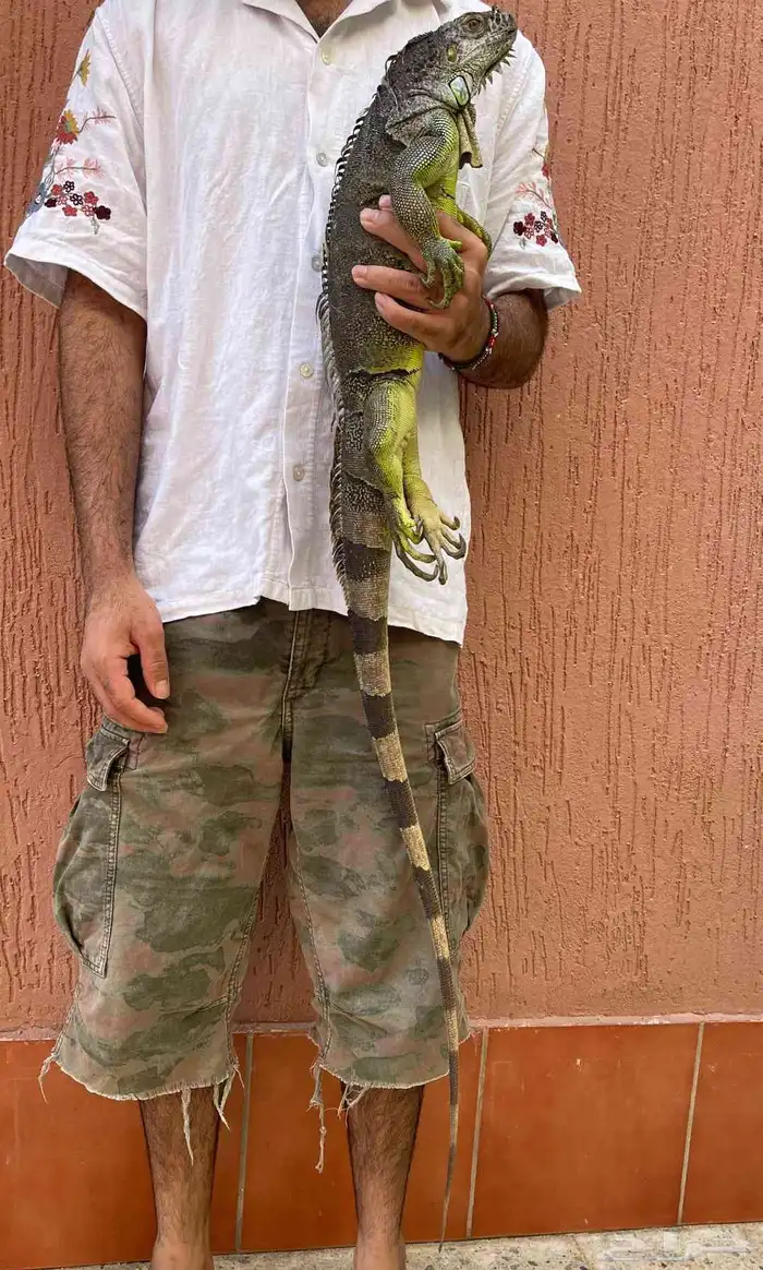 اغوانا 0