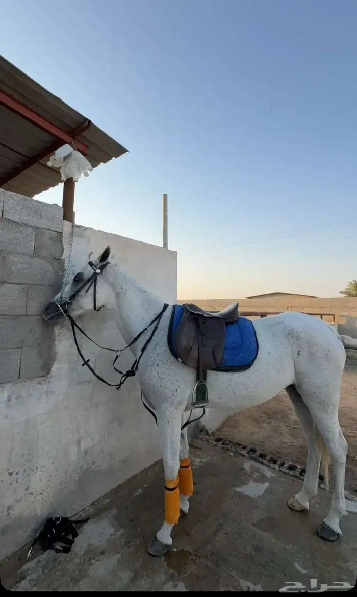 فرس شعبية فاخرة 2