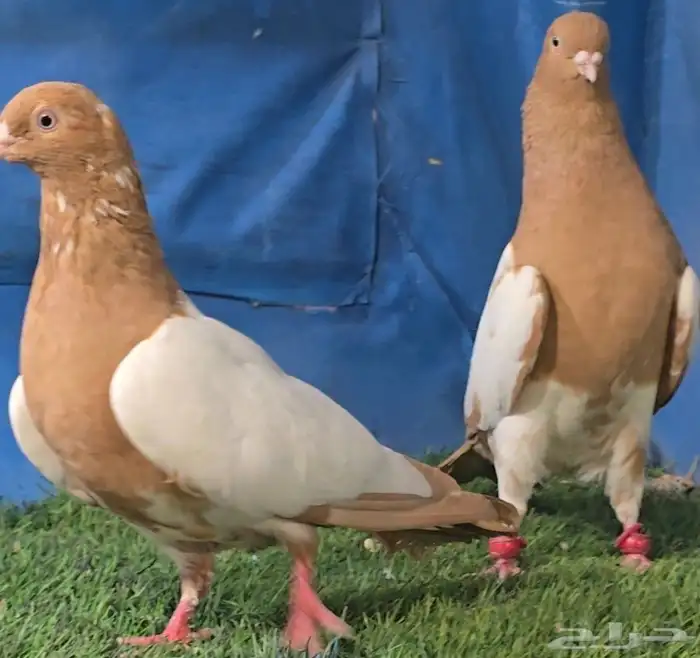 جوز دجي اصفر قشطه 4