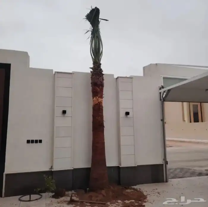 نخل للبيع فسايل وجثايث ومجذر عربي ونخل ازينه 8
