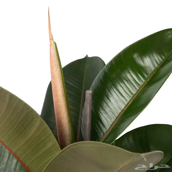 فيكس روبستا 2