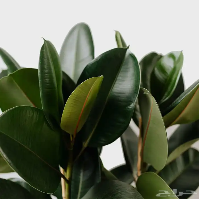 فيكس روبستا 3