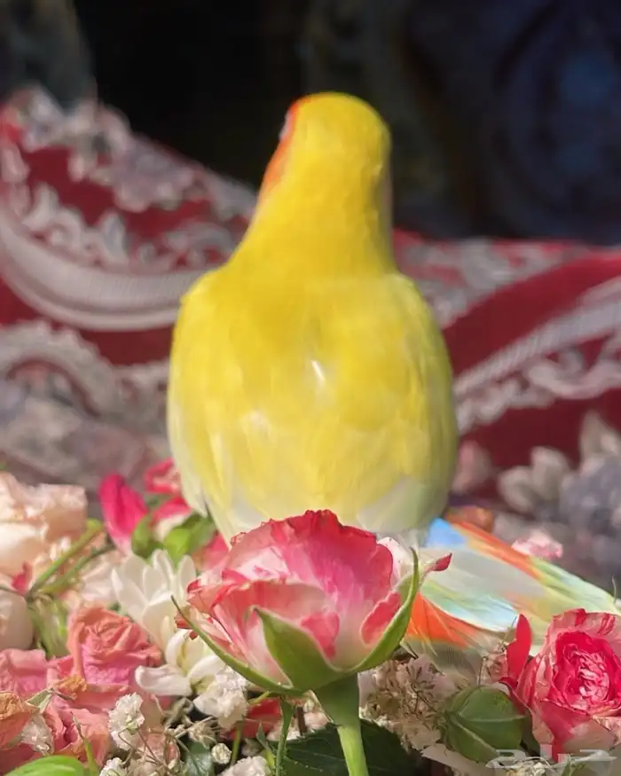 للبيع ببغاء الروز الأليف 4