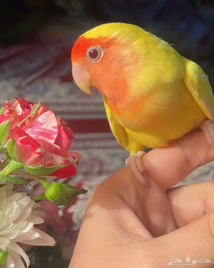 للبيع ببغاء الروز الأليف 1