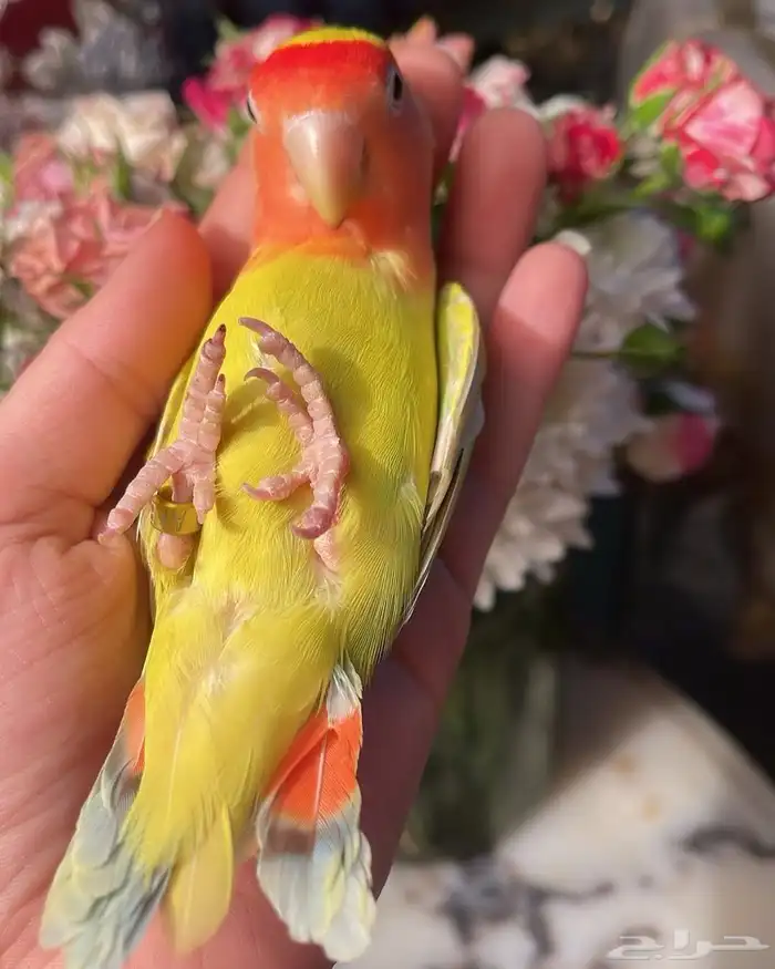 للبيع ببغاء الروز الأليف 9